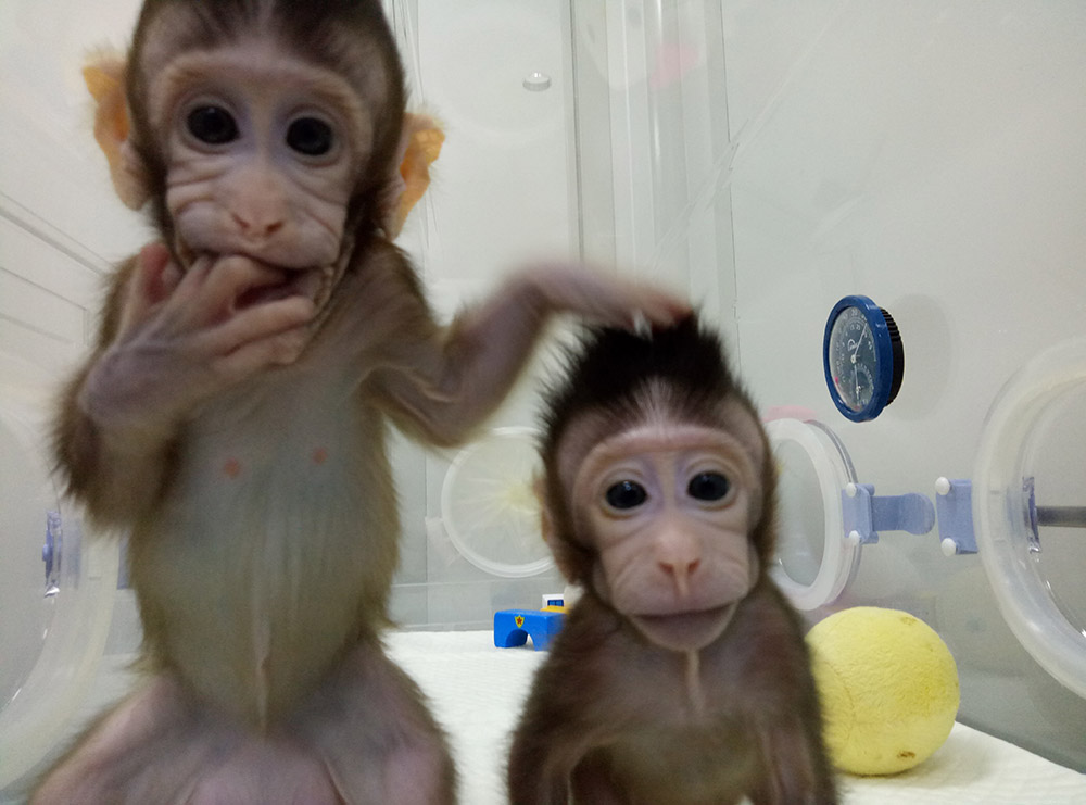 meet-zhong-zhong-and-hua-hua-the-first-dolly-monkey-clones-newsletter