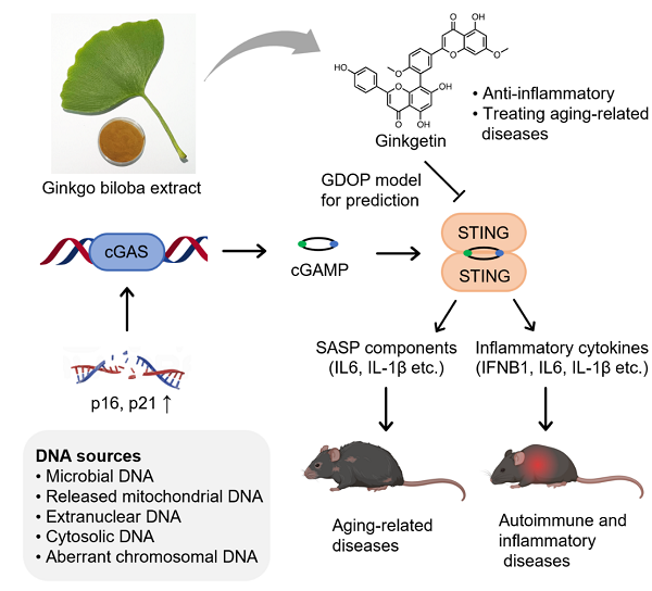 银杏素缓解衰老分子机制图片.png
