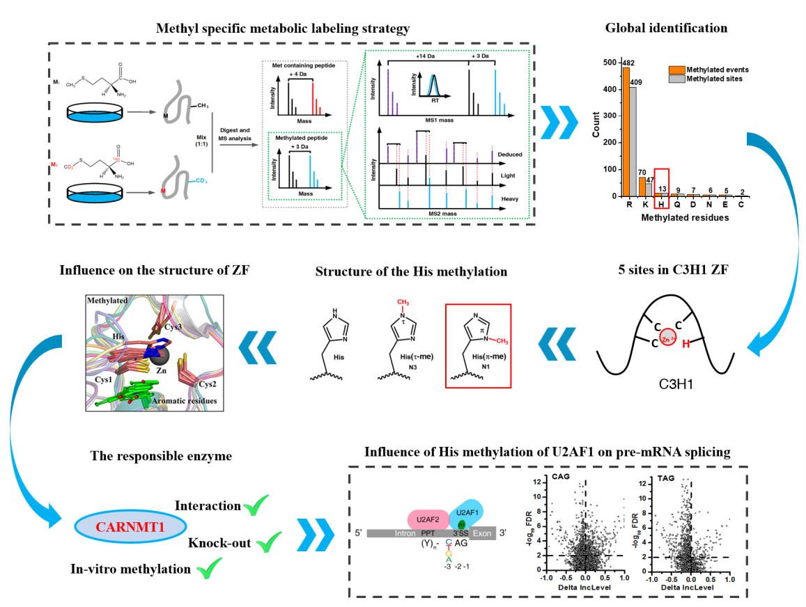 组氨酸甲基化图片.png